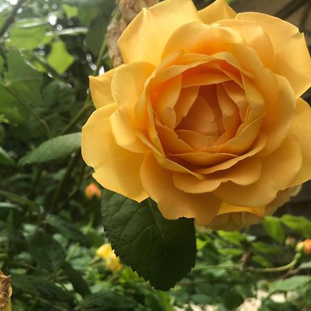 Healing Waters Sanctuary For Exclusive Private Hire And Self Catering Board, Vegetarian, Alcohol & Wifi Free Retreat In Глостънбъри Екстериор снимка